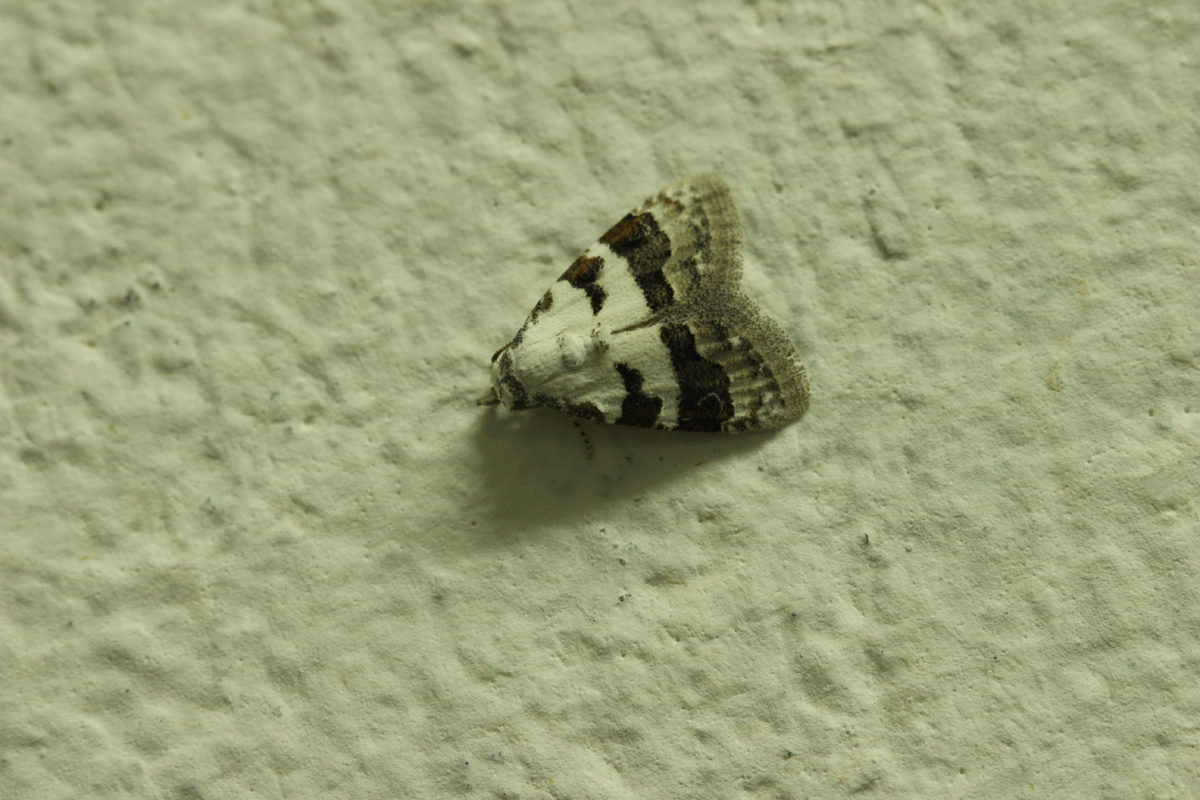 Nolid moth
