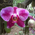 Phalaenopsis