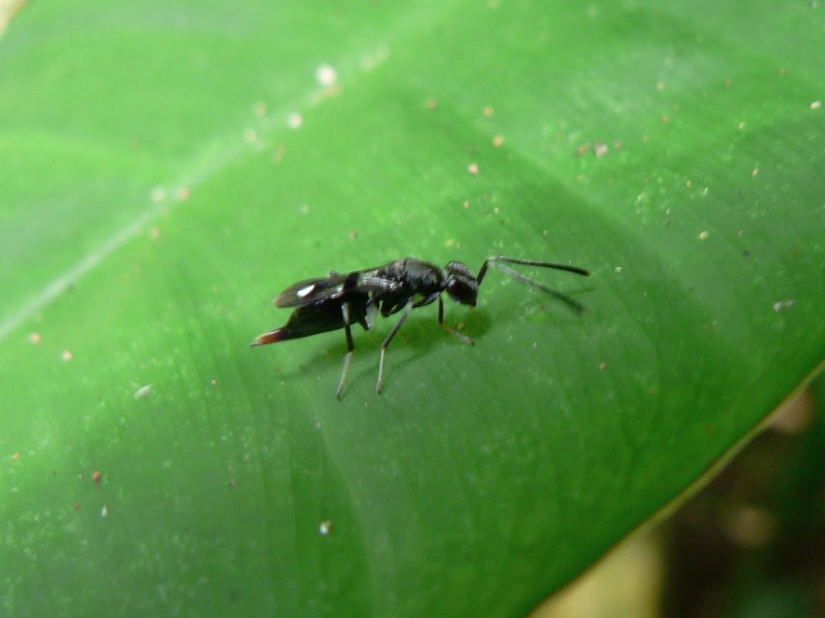 Parasitoid Wasp
