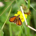 Small skipper butterfly