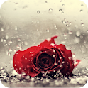 A lonely rose in the rain