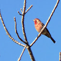 House Finch