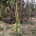 Great Mullein