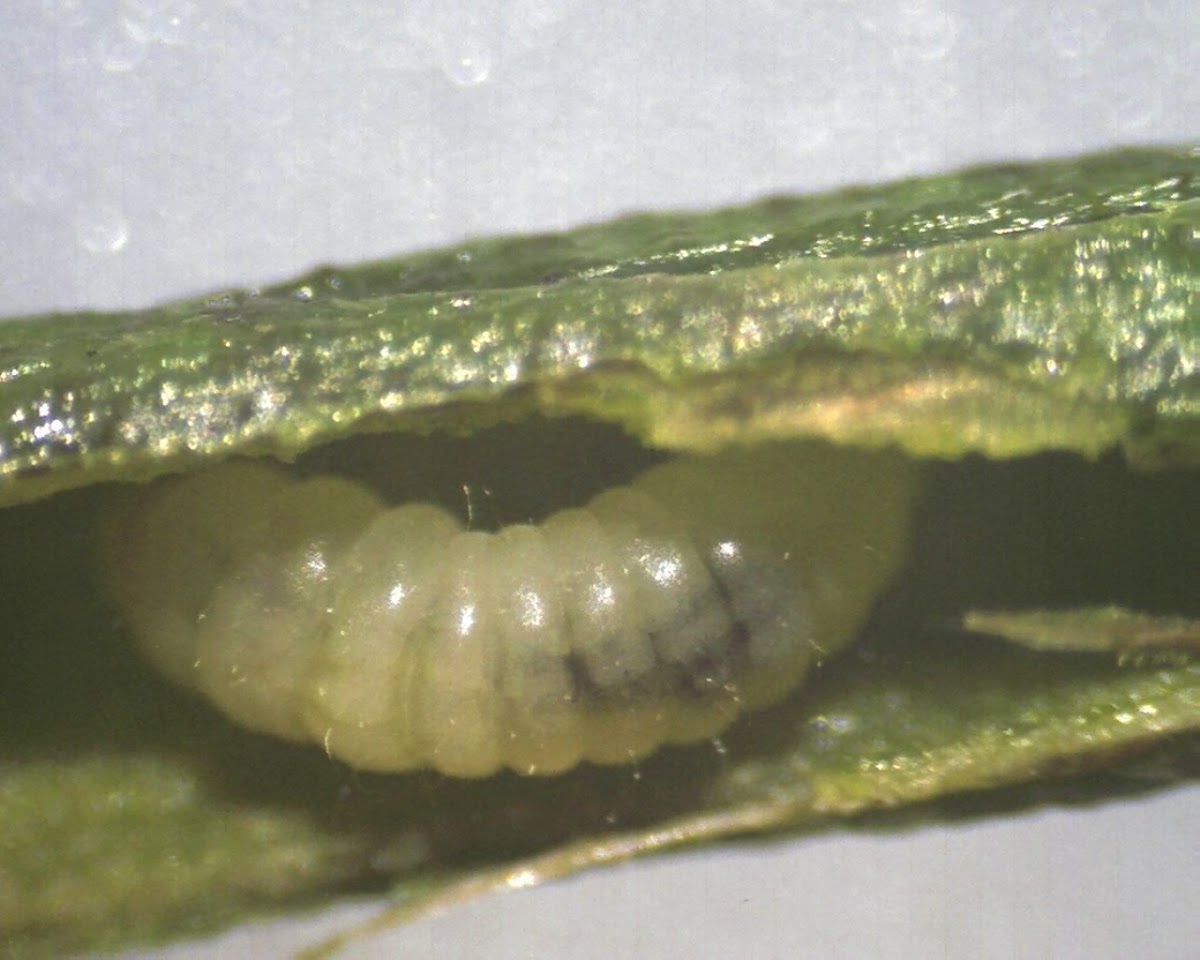 Undetermined larva in a stem gall