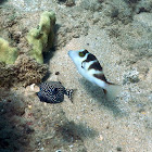 Crowned Toby & Spotted Boxfish