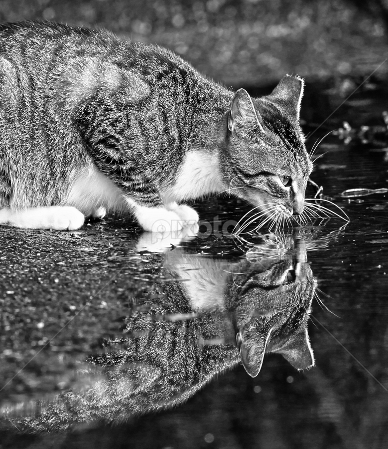 Kitty Reflections Animals Black White Pixoto