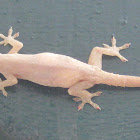 Common House Gecko