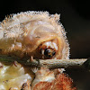 Megalopygid caterpillar