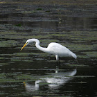 Great Egret