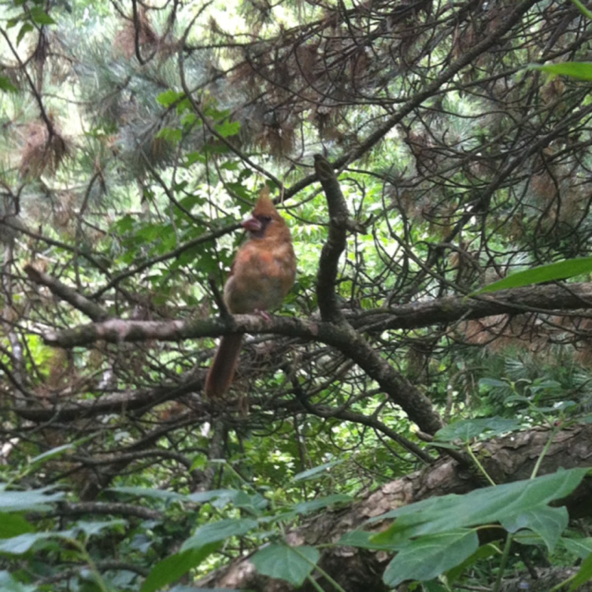 Northern Cardinal