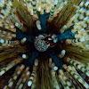 Banded sea urchin