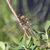 Four-spotted Chaser