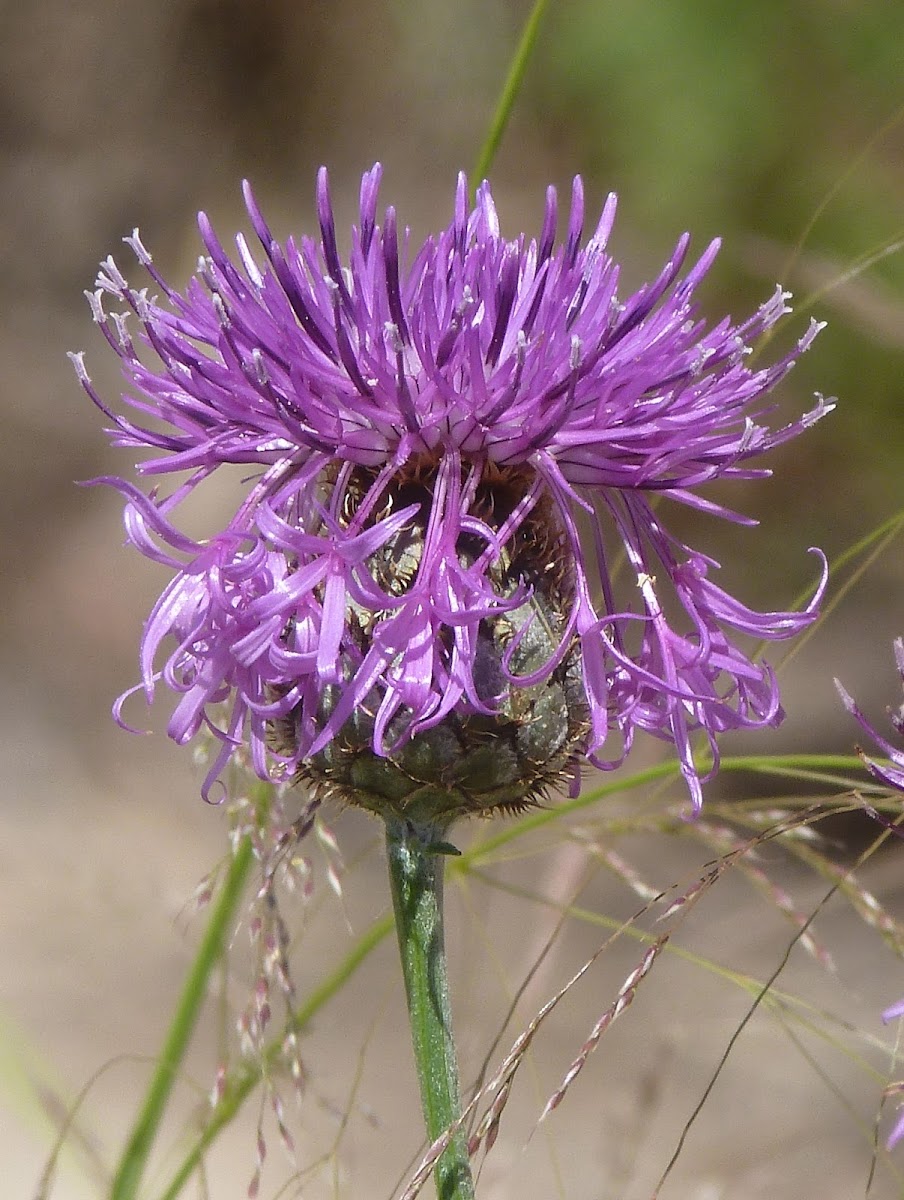 Spotting Project Noah