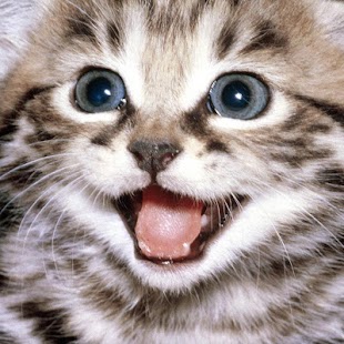 Free Cat of the Day APK for PC