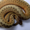 Marsh Brown Snake