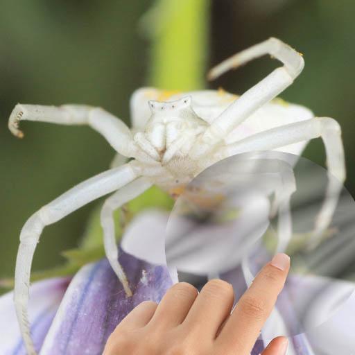 Spiders Water Touch