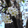 Callery Pear (Cleveland Select)
