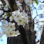 Callery Pear (Cleveland Select)