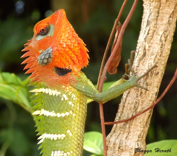 Green Forest Lizard | Project Noah