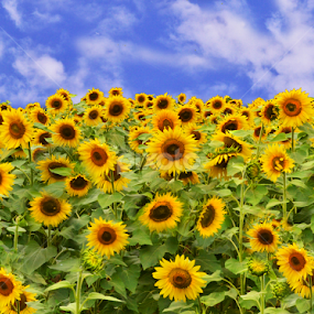 Loaded With Sunnies by Corinne Noon - Flowers Flower Gardens