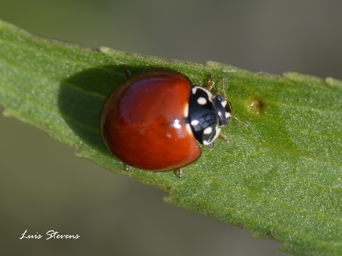 No-spotted Ladybug