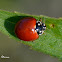 No-spotted Ladybug