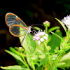 Glasswings butterfly