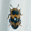Four-spotted fungus beetle