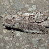 Cossid Moth 14 -♂