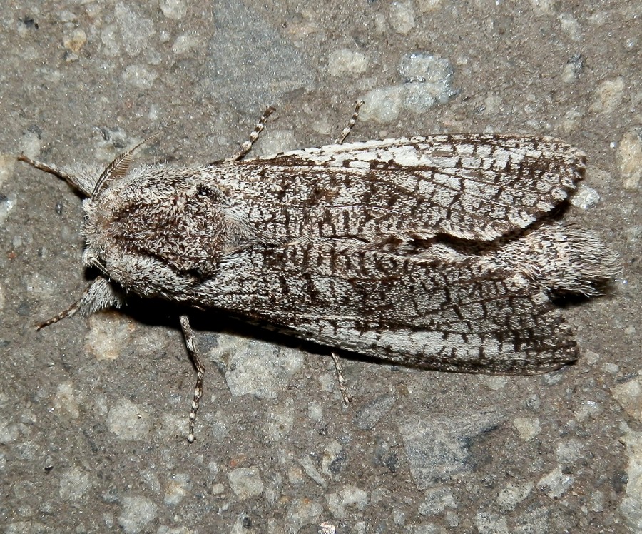 Cossid Moth 14 -♂