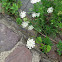 Queen anne's lace