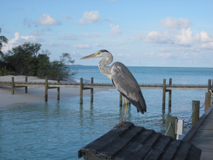 Grey Heron