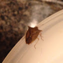 Brown marmorated Stink bug