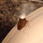 Brown marmorated Stink bug