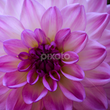 Dalia by Jeanne Knoch -  