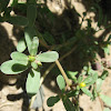 Common Purslane, Verdolaga, Pigweed, Little Hogweed, or Pusley