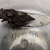 Floury Baker Cicada