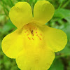 yellow monkey-flower