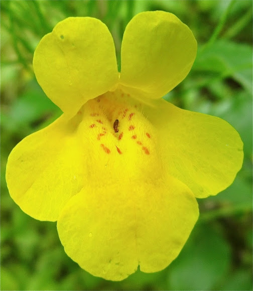 Yellow monkey flower project noah