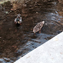 2 mallard ducks