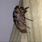 Cicada larve