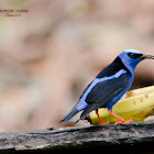 Red Legged Honeycreeper