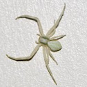 Crab spider