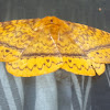 Monkey moth
