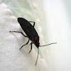 Red-shouldered Bug