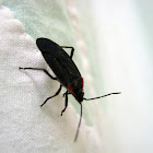 Red-shouldered Bug