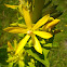 Yellow gentian