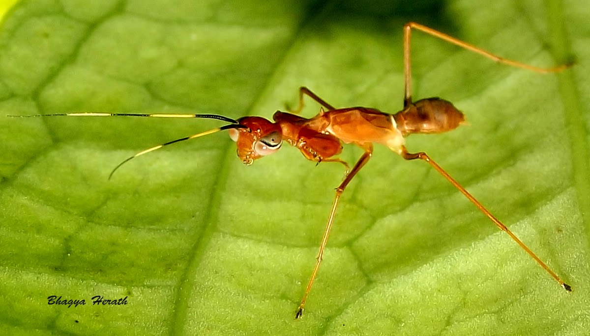ant mimicking praying mantis