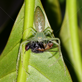  spider eating by 思远 郭 - Animals Insects & Spiders