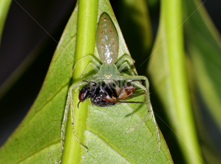  spider eating by 思远 郭 - Animals Insects & Spiders